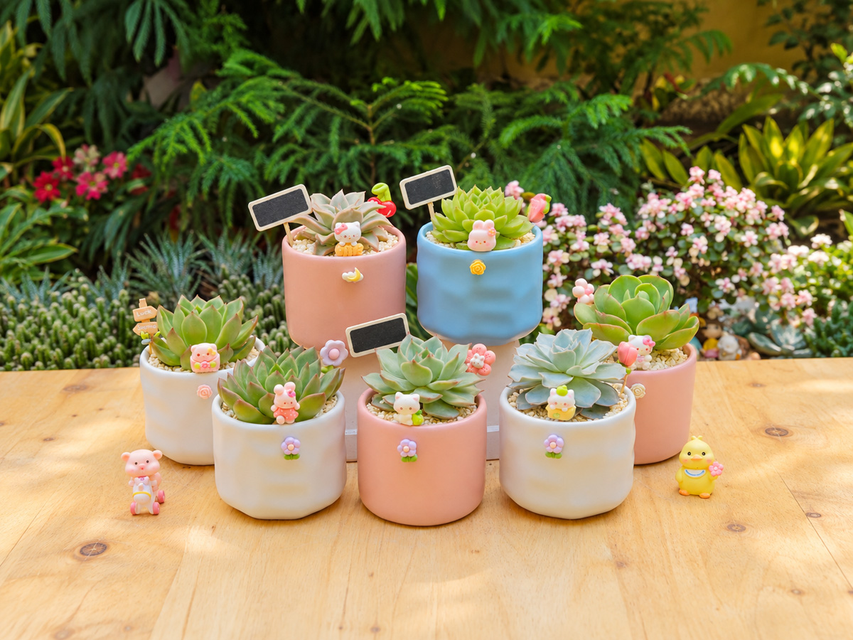 Vì Sao Sen đá được Nhiều Người Chọn Làm Quà Tặng? Gợi ý Các Mẫu đẹp Tại Tổ Xanh