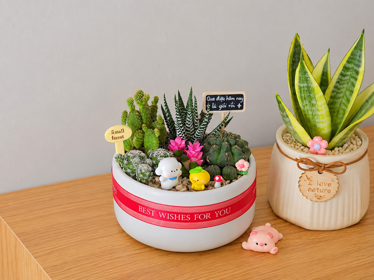 Vì Sao Sen đá được Nhiều Người Chọn Làm Quà Tặng? Gợi ý Các Mẫu đẹp Tại Tổ Xanh