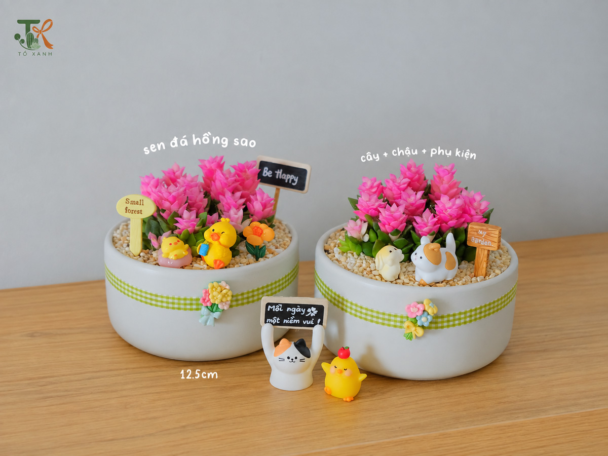 Vì Sao Sen đá được Nhiều Người Chọn Làm Quà Tặng? Gợi ý Các Mẫu đẹp Tại Tổ Xanh